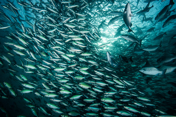 Feeding Frenzy